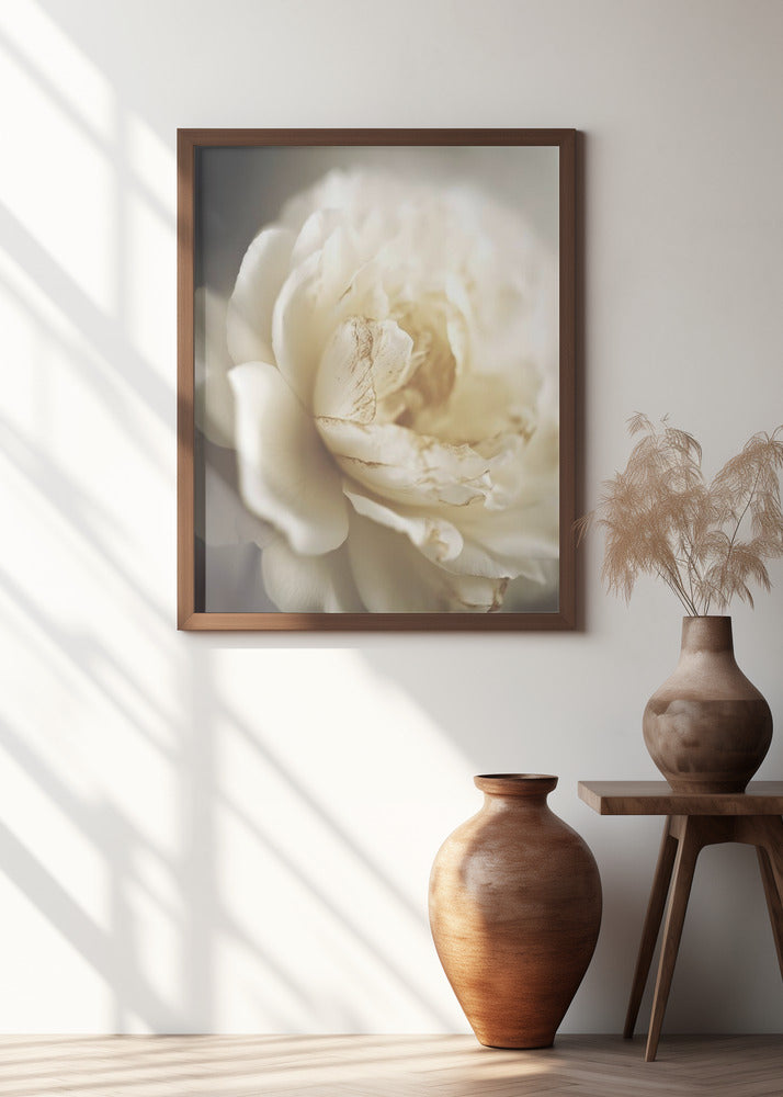 Peonyinsoftlight Poster